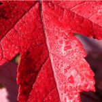 Striking red foliage of a Red Maple tree with a pyramidal shape and silver bark