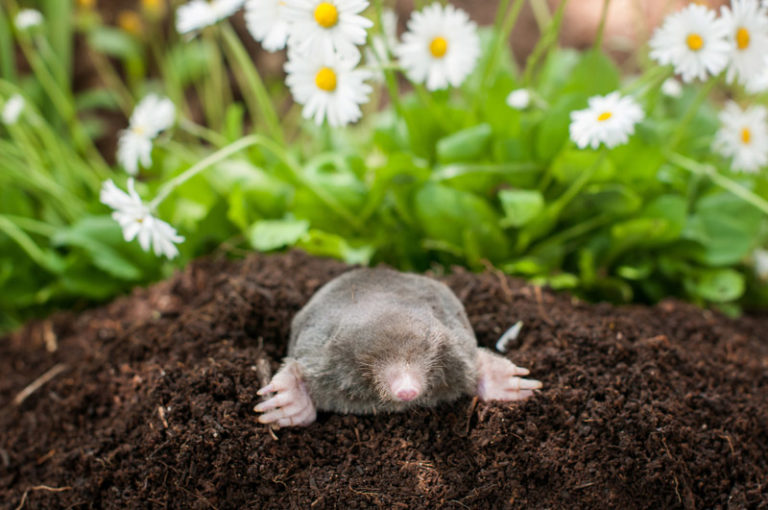 How to Control Moles in Your Garden: Effective Tips for Removal