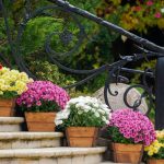 Fall mums planted in Cincinnati garden