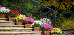 Mums, Cincinnati, Ohio