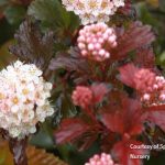 Ninebark shrub with red and orange fall foliage