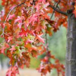 Scarlet Oak in Cincinnati, Ohio