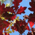 White Oak tree with deep green leaves and vibrant red-to-copper fall color, a native Cincinnati shade tree.