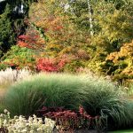 Ornamental grasses for backyard privacy and landscaping