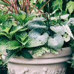 Perennial container garden with vibrant Coral Bells and Hostas from Natorp’s Nursery for Cincinnati gardeners