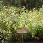 Bee-friendly garden plants, Cincinnati, Ohio