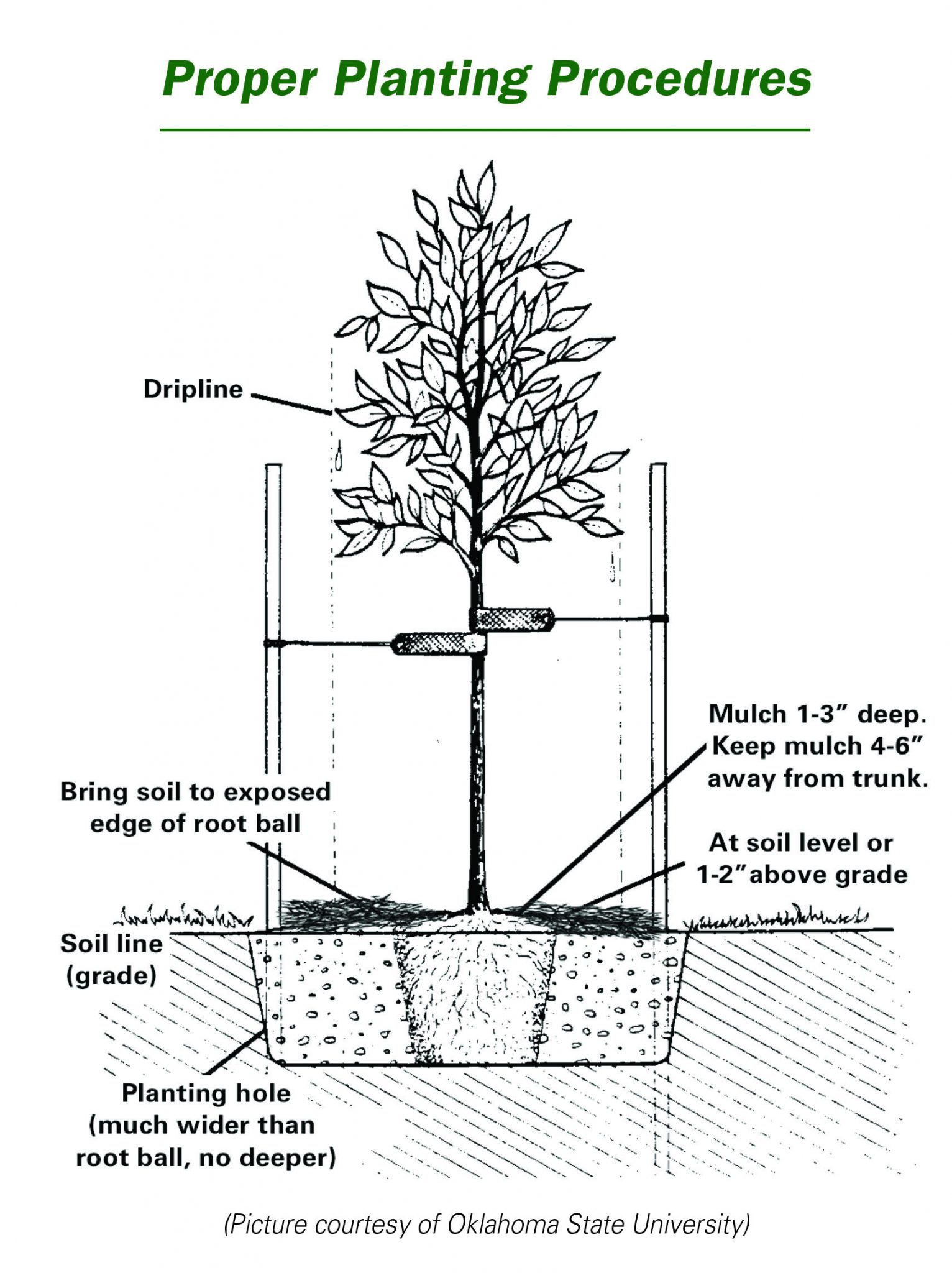 How To Plant New Trees From Natorp's Nursery In Cincinnati, Ohio