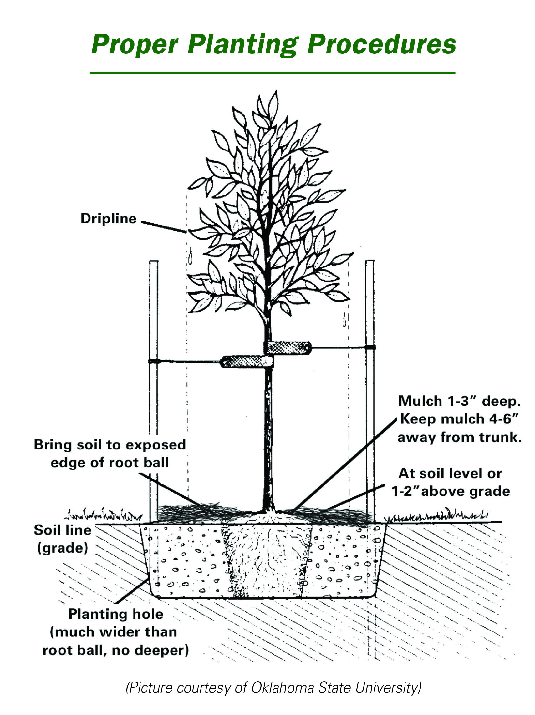 How To Plant New Trees From Natorp s Nursery In Cincinnati Ohio