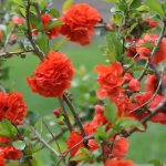 Bright red Double Take Flowering Quince shrub in a fall garden