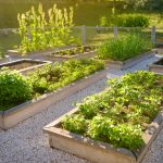 Raised bed garden with taller plants positioned at the back to maximize sunlight.