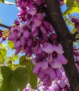 Redbud Tree in Cincinnati