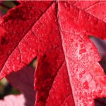 Redpointe® Red Maple with a symmetrical pyramidal shape and rich red fall leaves, perfect for year-round beauty in Cincinnati."