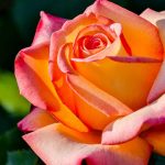 Floribunda roses grown in Cincinnati at Natorp's Nursery