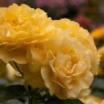 Julia Child roses and hydrangeas creating a thick, blooming privacy screen