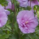 Rose of Sharon flowers in full bloom in fall landscape