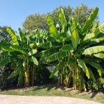 Northern Wonder Banana plant with large tropical leaves in Cincinnati garden