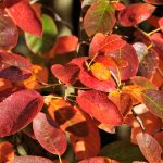 Autumn Brilliance Serviceberry