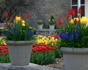 tulip garden