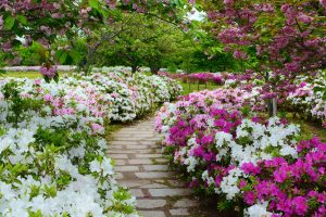 Preparing Cincinnati garden with fall gardening tips for spring blooms