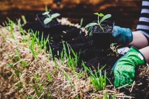 Straw bale garden with various vegetables growing in Cincinnati backyard