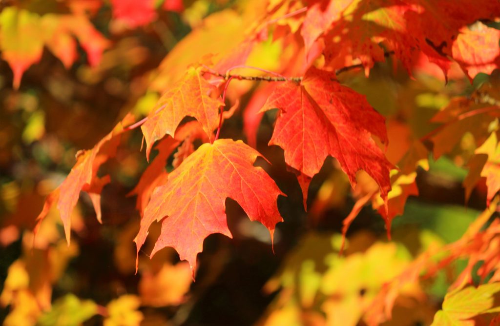 How to Choose the Right Maple Tree- Natorp's Cincinnati's Tree Nursery