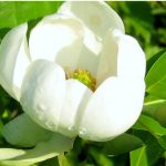 Sweetbay Magnolia tree with creamy white, lemon-scented flowers and red berry cones, ideal for Cincinnati gardens