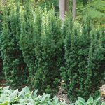 Taxus Hicksii or Hicks Yew shrub for dense, green privacy screens, available at Natorp’s Nursery Cincinnati.