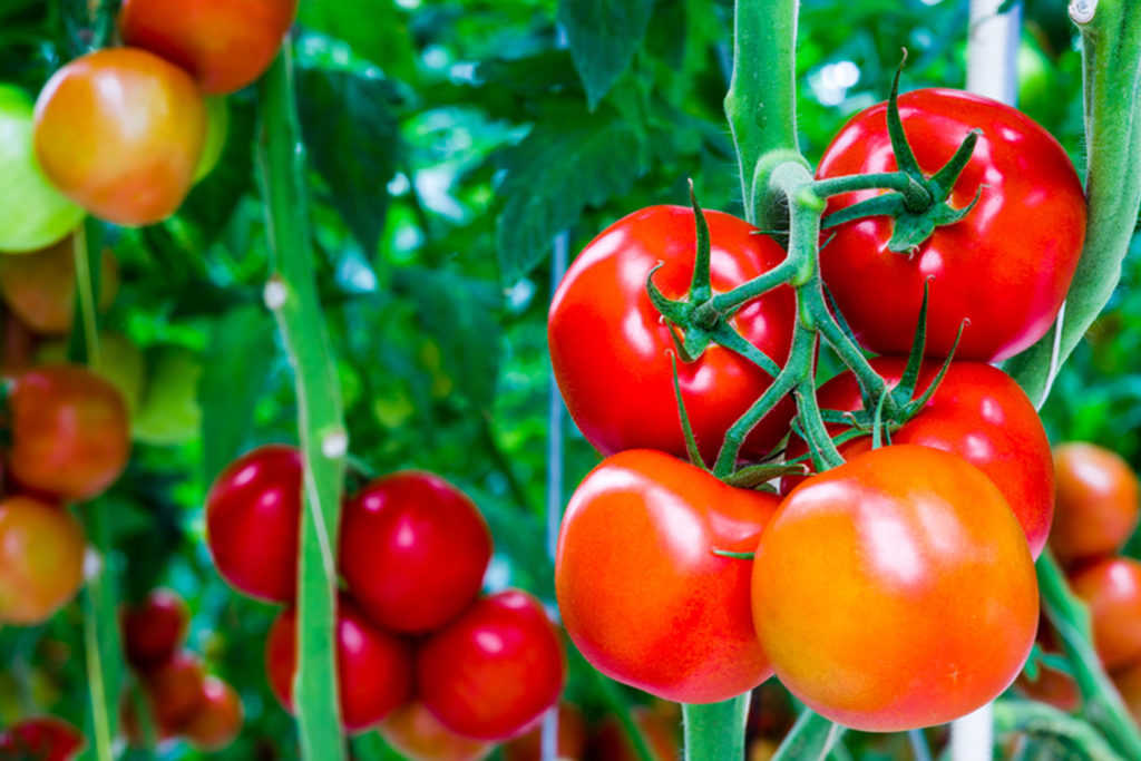 How To Choose Tomatoes For Your Garden, Cincinnati, Ohio