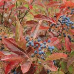 Viburnum shrub with creamy white blooms and fall berries