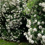 Pragnese Viburnum with glossy green leaves and white flowers for privacy screens at Cincinnati garden.