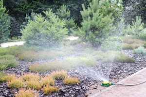 Watering new plants with a sprinkler in Cincinnati