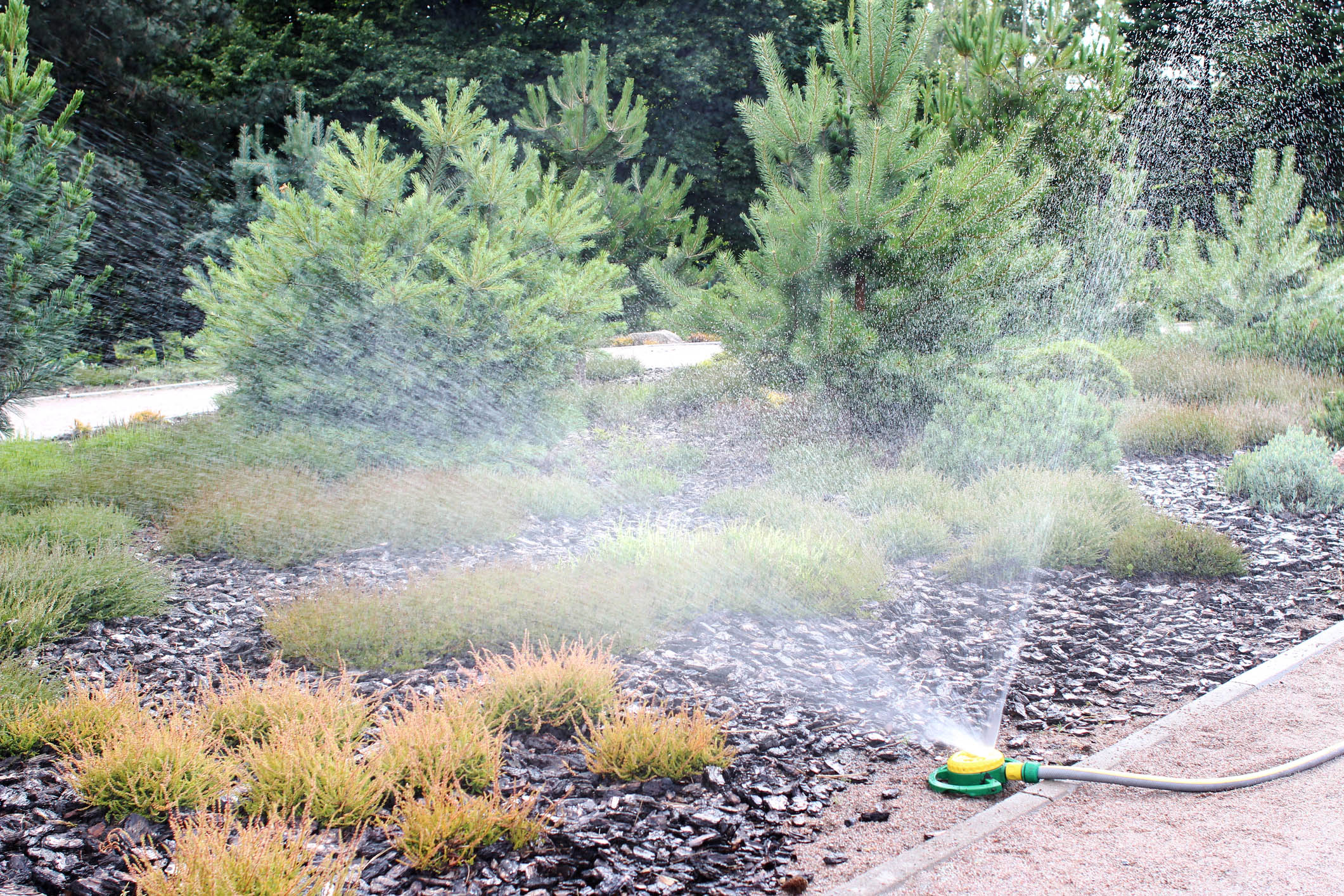 watering plants 