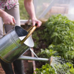 Gardener watering plants in hot summer weather in Cincinnati garden