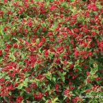 Weigela shrub with red blooms in a Cincinnati garden